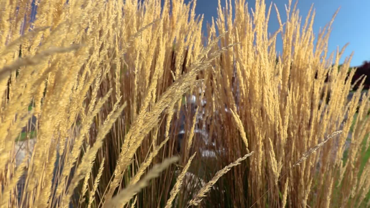 Tall Yellow Feather Reed Grass In Wind Moving Shot 30 Second Video