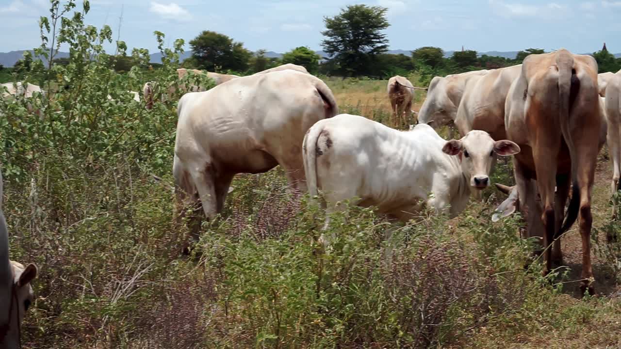 A serene view of white cows grazing on the vast scrubland near Bagan, Myanmar, with ancient temples in the background. A perfect blend of nature, history, and rural life.