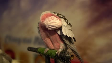 loro cacatúa rosa de cerca en el stand