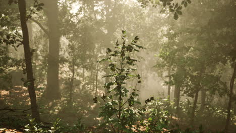 Sun-rays-flowing-through-the-tree-trunks-of-the-evergreen-forest