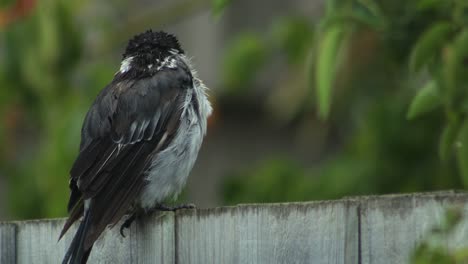 wet butcherbird close up moving its head perched on wooden fence, daytime slight wind, maffra, gippsland, victoria, australia