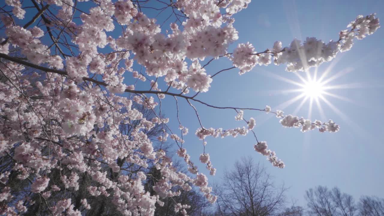 Pan of breathtaking cherry blossom tree in the sun at spring in frog perspective.