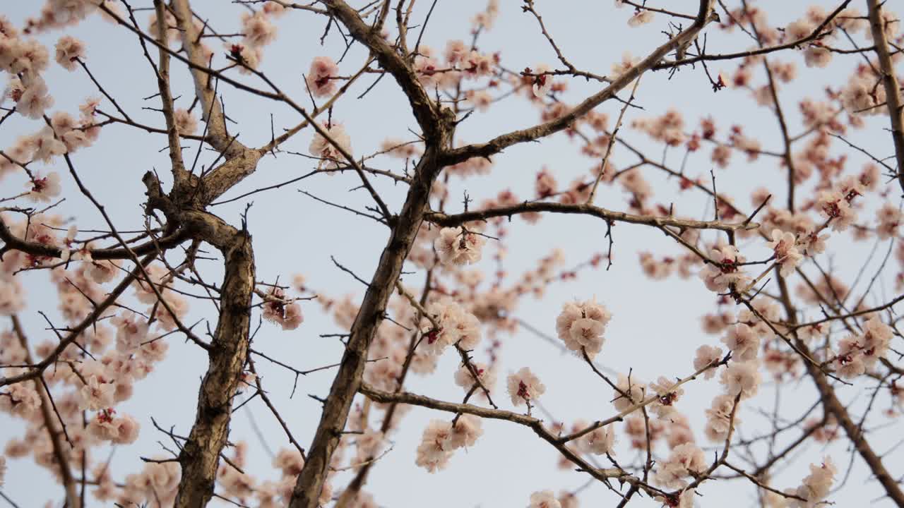 Fiori di pruno su un albero mossi dalla brezza.