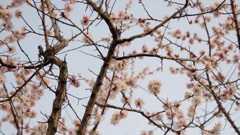 plum blossoms in a tree in the breeze