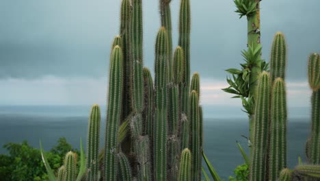 tall cactus in tropical stormy weather on caribbean island, saint lucia