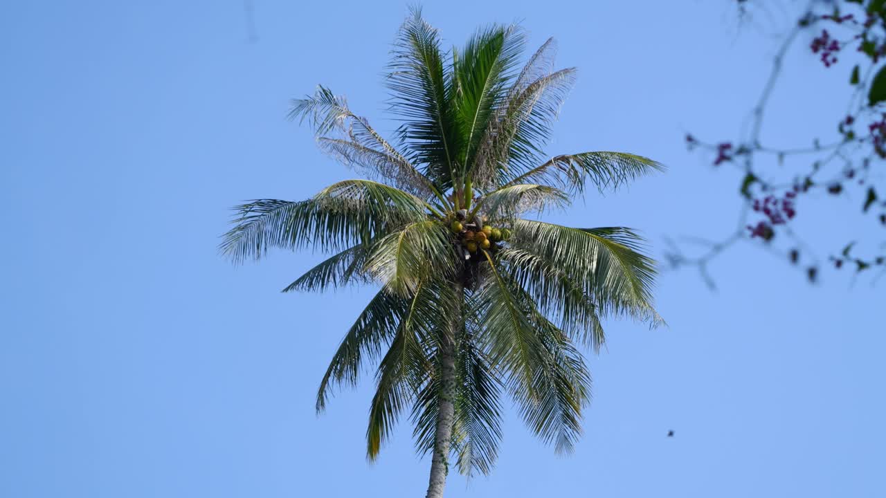 푸른 하늘 을 배경 으로 아름다운 외로운  나무 의 느린 동작