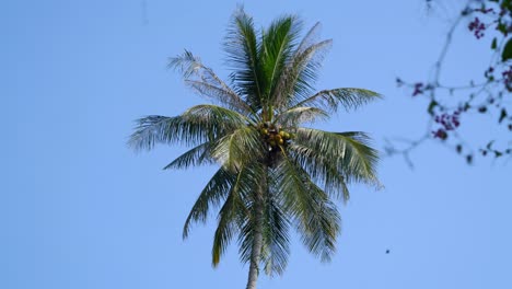 Slow motion view of beautiful lone palm tree against blue sky