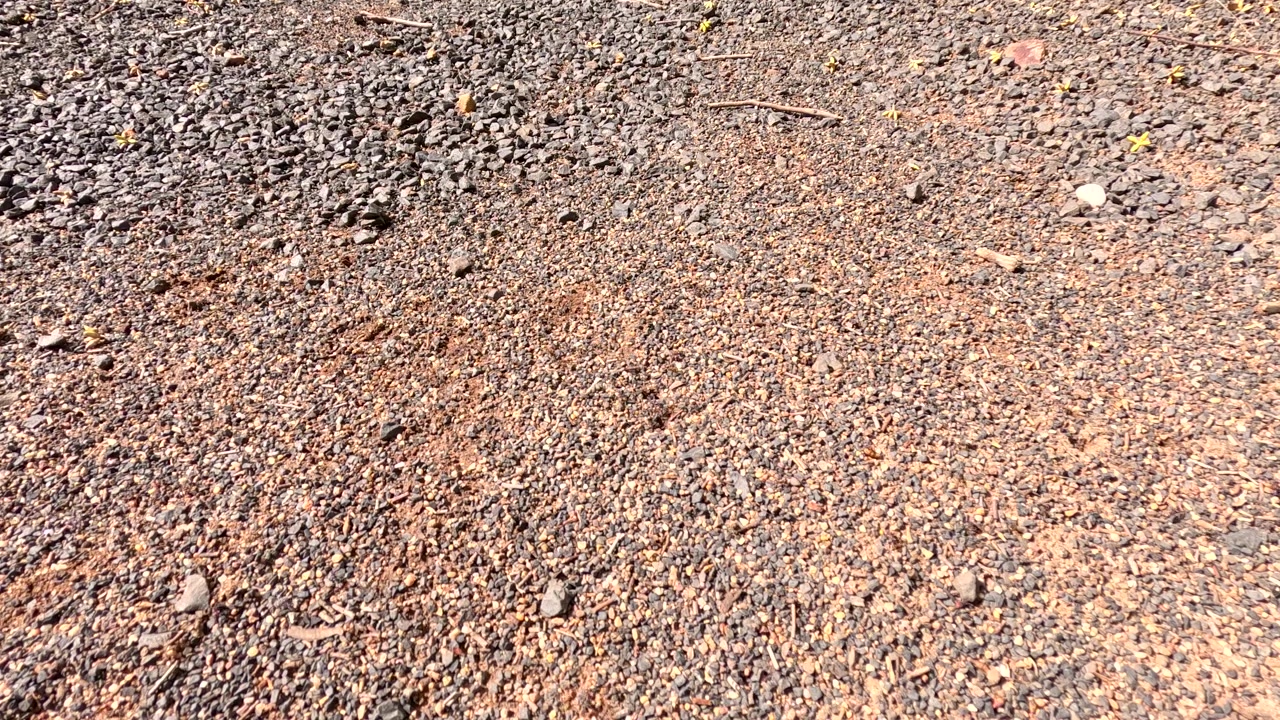 Uma tomada de ângulo alto captura uma formiga-touro navegando por areia vermelha seca e pedras