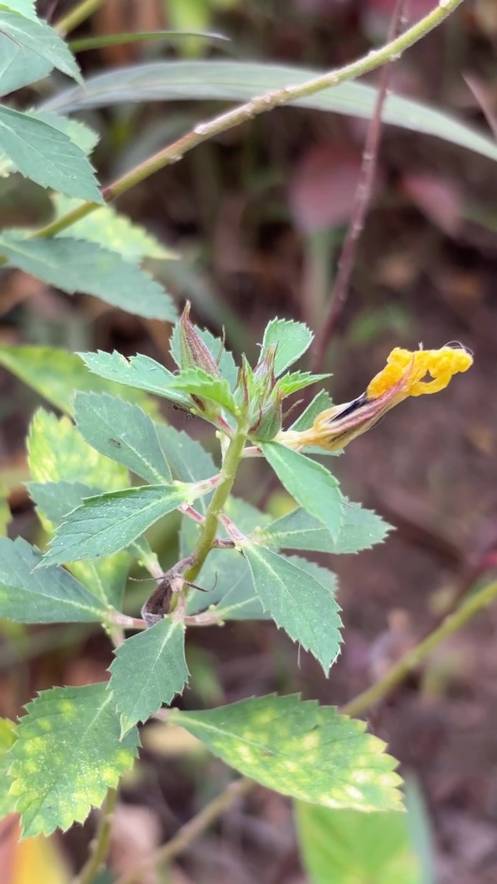 Small Yellow Flower Blooming on a Green Plant