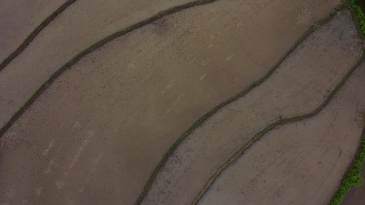 drone disparado desde el aire en el campo de arroz del campo de arroz paisaje natural maravilloso momento en la temporada de cosecha en el clima forestal en el medio oriente asia la gente local granjero trabajando en la plantación de terraza fangosa