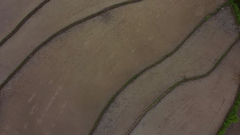 Toma-Aérea-De-Drones-En-Tierras-De-Cultivo-De-Arroz-Campo-De-Arroz-Paisaje-Natural-Momento-Maravilloso-En-La-Temporada-De-Cosecha-En-Clima-Forestal-En-Medio-Oriente-Asia-Gente-Local-Agricultor-Trabajando-En-Plantaciones-De-Terrazas-Fangosas