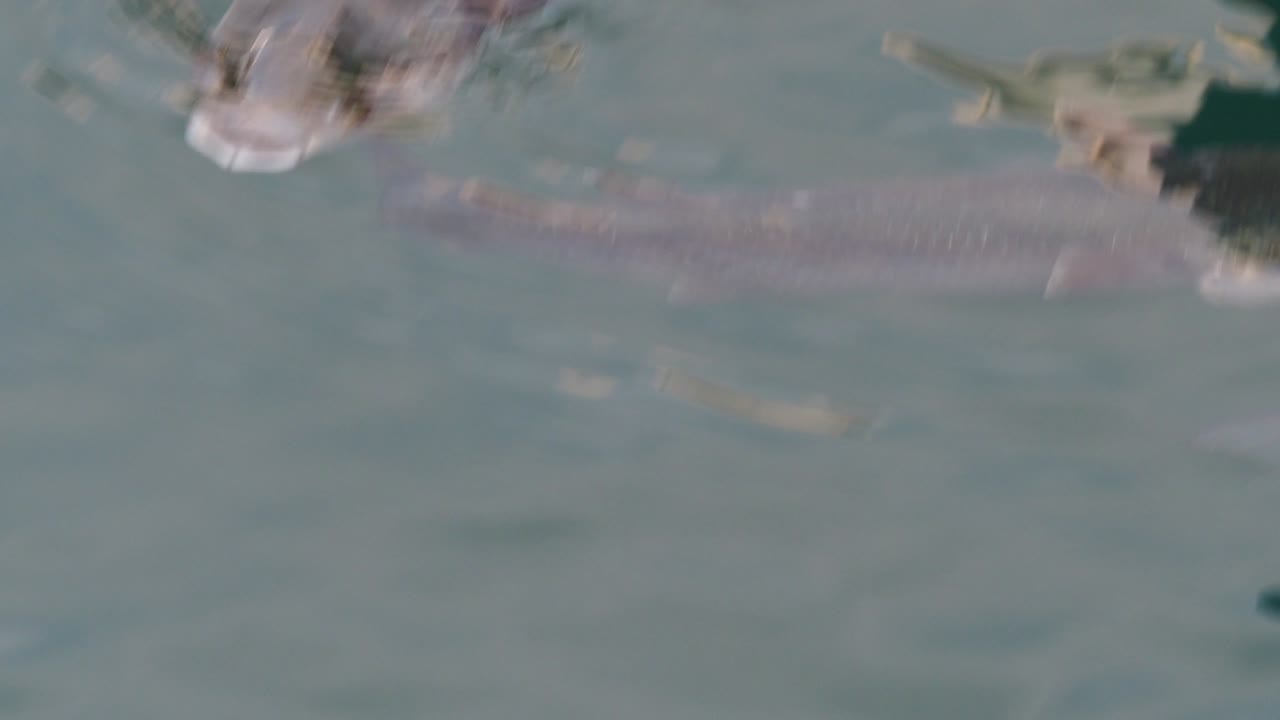 School of important commercial fish - gray mullet, scientific name is Mugil cephalus. The fishes inhabit shallow waters of the Black, Red and Mediterranean seas, widely distributed in Middle East