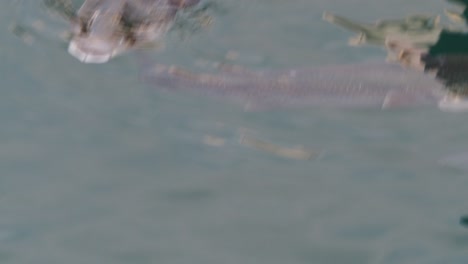 escuela de peces comerciales importantes - mullet gris, el nombre científico es mugil cephalus. los peces habitan en aguas poco profundas de los mares negro, rojo y mediterráneo, ampliamente distribuidos en el medio oriente