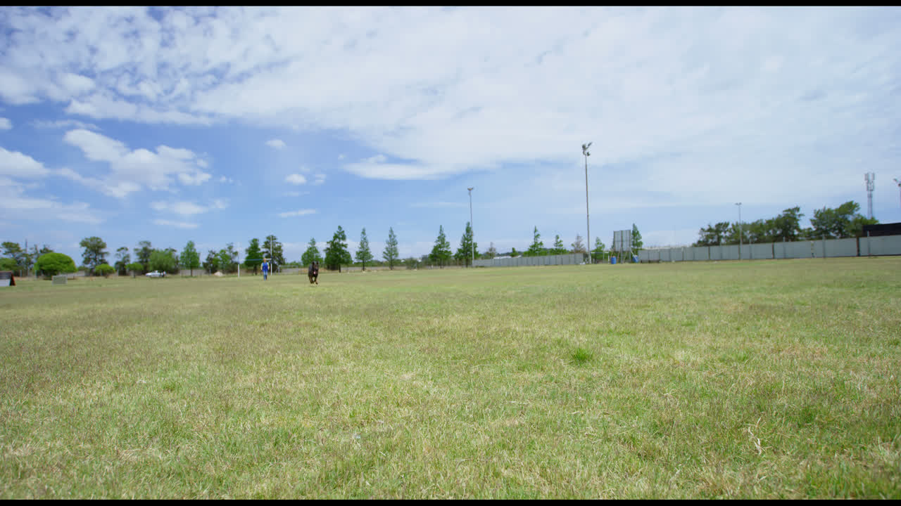 에서 달리는 목자 개 4k