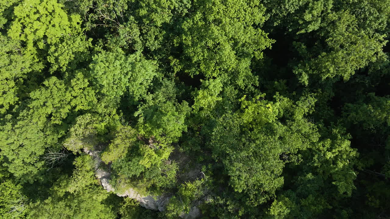 pájaros revoloteando en el cielo por encima de los árboles bosque en ontario canadá, de arriba hacia abajo aérea