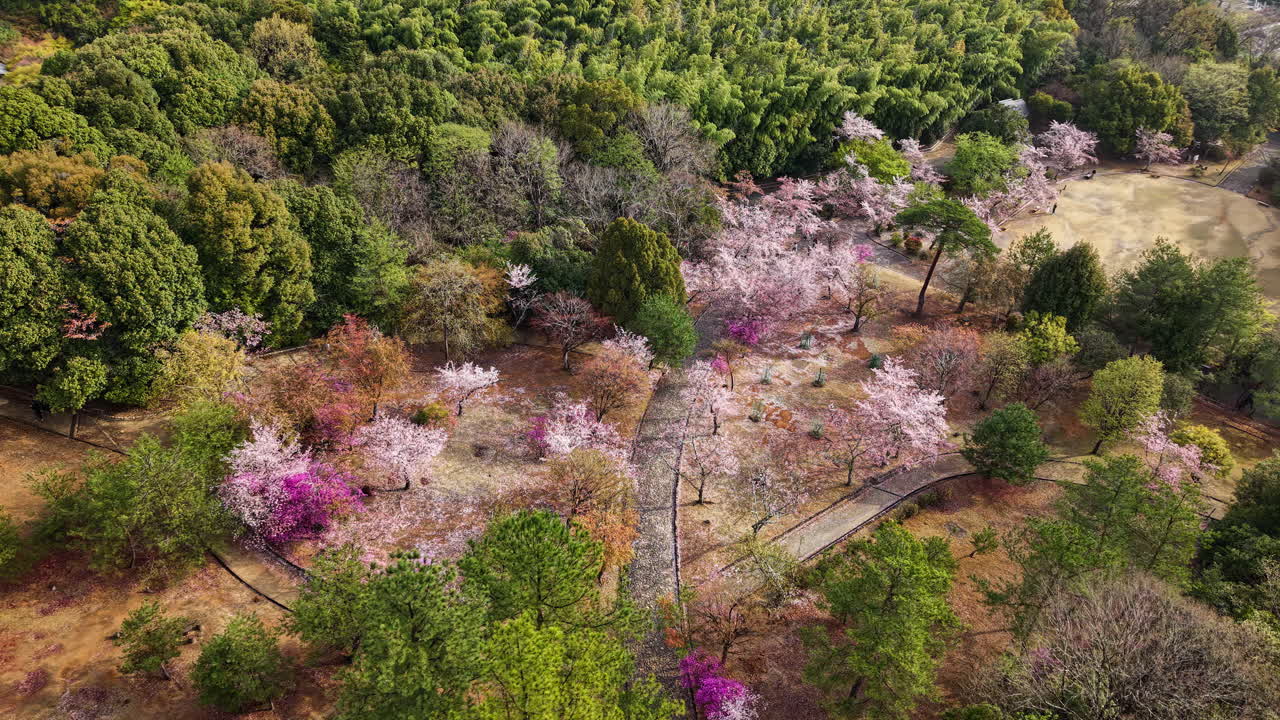 Aerial drone view of the cherry blossom trees in the Arashiyama district in Kyoto Japan in daylight