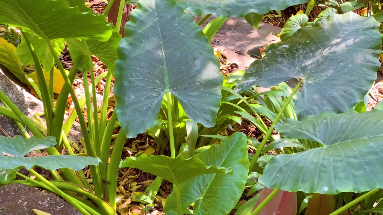 Lush taro plants in Chonburi, Thailand