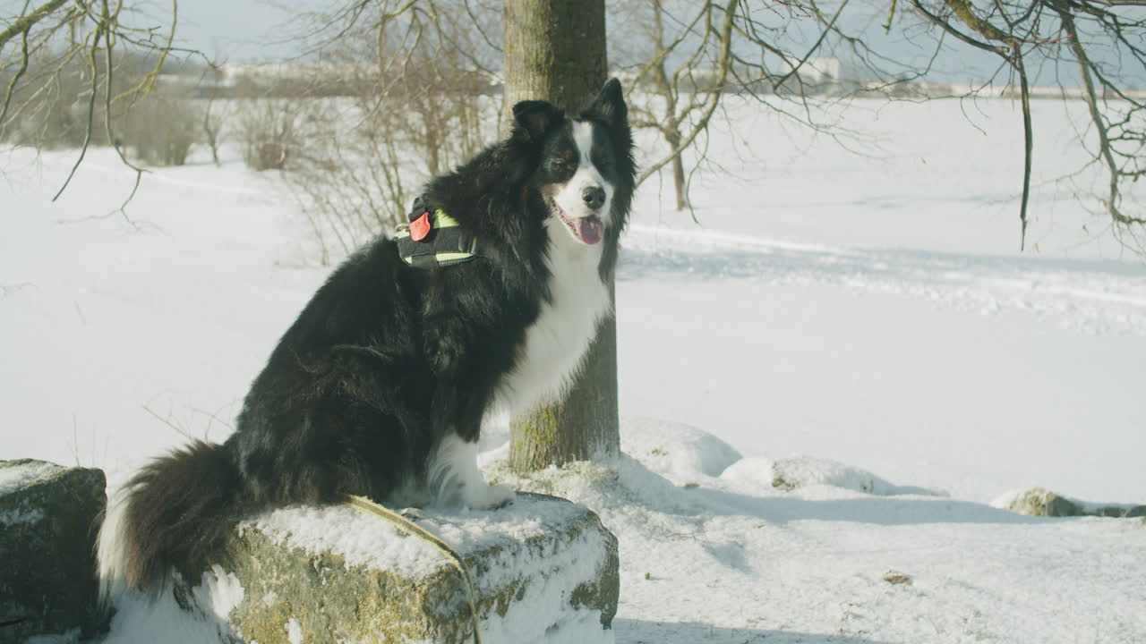 pastor australiano sentado sobre una pequeña piedra en un soleado día de invierno