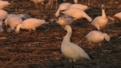 tight shot of snow geese in a field