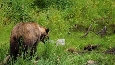 female brown bear walking. alaska