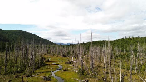 Drones-Aéreos-Que-Se-Elevan-Sobre-árboles-Muertos-Y-Corrientes-De-Agua-Con-Vistas-Panorámicas-De-Un-Bosque-Verde-En-El-Fondo,-Columbia-Británica,-Canadá