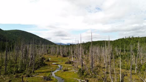 drone aéreo que se eleva sobre árboles muertos y arroyos de agua con vistas panorámicas del paisaje de un bosque verde en el fondo, columbia británica, canadá