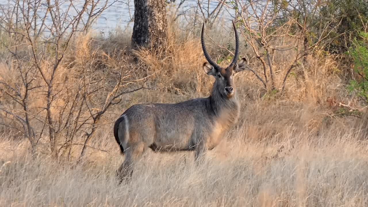 antelope macho con grandes cuernos en el sol de la mañana temprano mira fijamente a la cámara