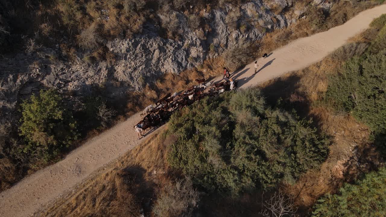 Drone shot of goats passing by on the pathway