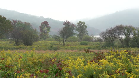 Un-Campo-De-Vara-Dorada-Floreciente-Rodeado-Por-La-Belleza-De-Los-Colores-Otoñales-En-Una-Mañana-Nublada-De-Otoño