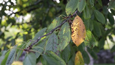 one yellow leaf on tree branch full of green leaves, close up