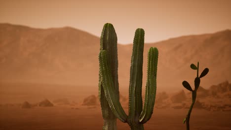 arizona desert sunset with giant saguaro cactus