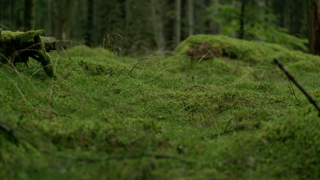 Close up shot of a thick green moss in a dark dense mountain forest