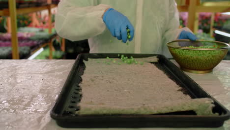 preparing pea seeds for planting