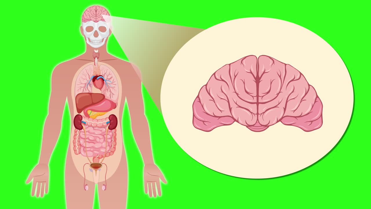 Animated sequence transitions from a full-body anatomical illustration to a close-up cross-section of the brain, using smooth zoom and spotlight effects on a vibrant green background