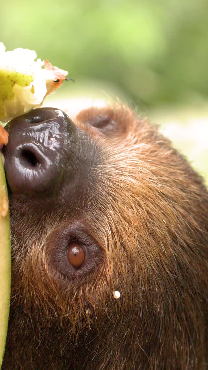 Primissimo piano di un bradipo marrone che mangia una fetta di anguria fresca in un ambiente tropicale.