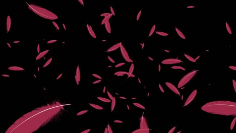 red feather soaring particle motion graphics