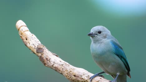 Vogelporträt-Blaugrauer-Tanager-Ornithologie-Nahaufnahme-Subtropischer-Dschungel-Kolumbien