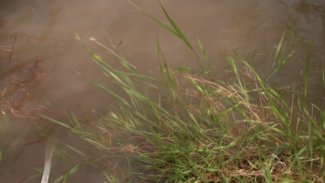 close-up view of green grass bending gently in slow river current as brown water flows by, capturing peaceful motion and soft interaction between grass blades and stream edge under natural scene