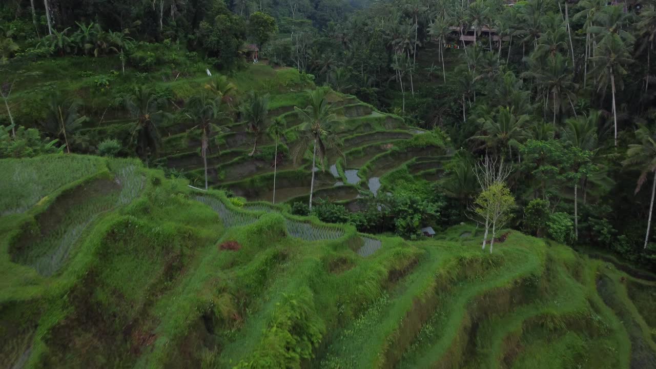 dolly tomada desde un avión no tripulado de la terraza de arroz de ceking y tegalalang que termina sobre árboles tropicales en bali, indonesia