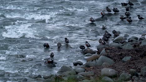 Grupo-De-Patos-Arlequines-Sentados-En-Las-Rocas-Junto-Al-Río