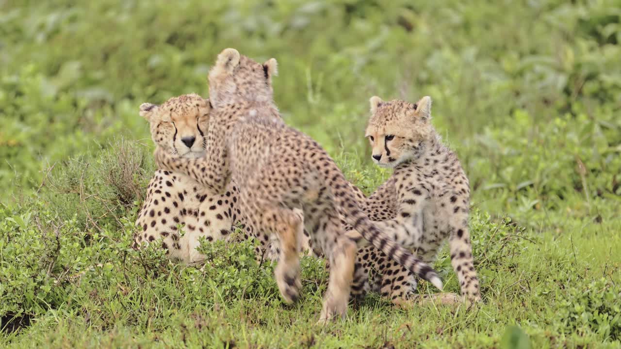 Slow Motion Cute Cheetah Cubs Playing with Mother in Serengeti Tanzania in Africa, Serengeti National Park African Wildlife on Safari Animals Game, Playing Cheetahs Being Playful with Rough and Tumble