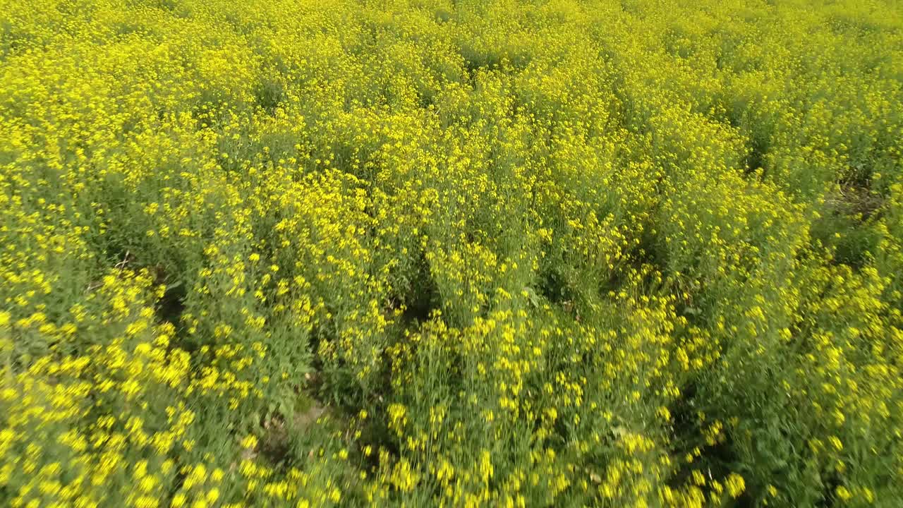 Paesaggio di un campo di fiori di colza gialli