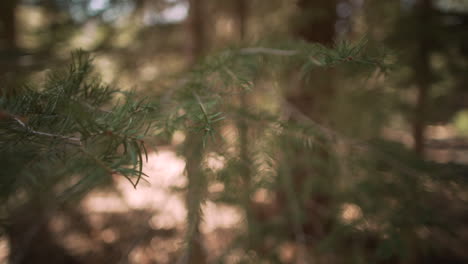 B-roll-Shot-De-Ramas-Meciéndose-Con-El-Viento