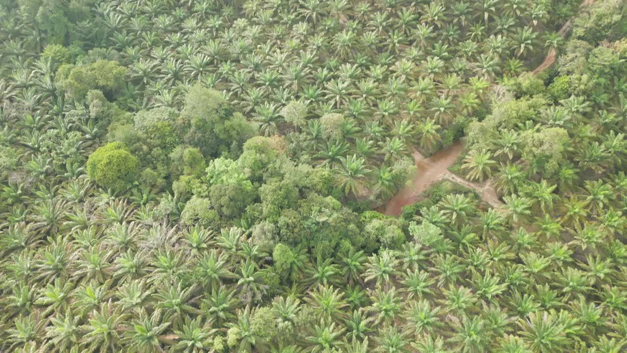 Foggy Sunset Early Morning During Raining Season Asian Tropical Rain forest, with Mountain And Green Valley,Palm Oil Farm,Sarawak,Borneo.