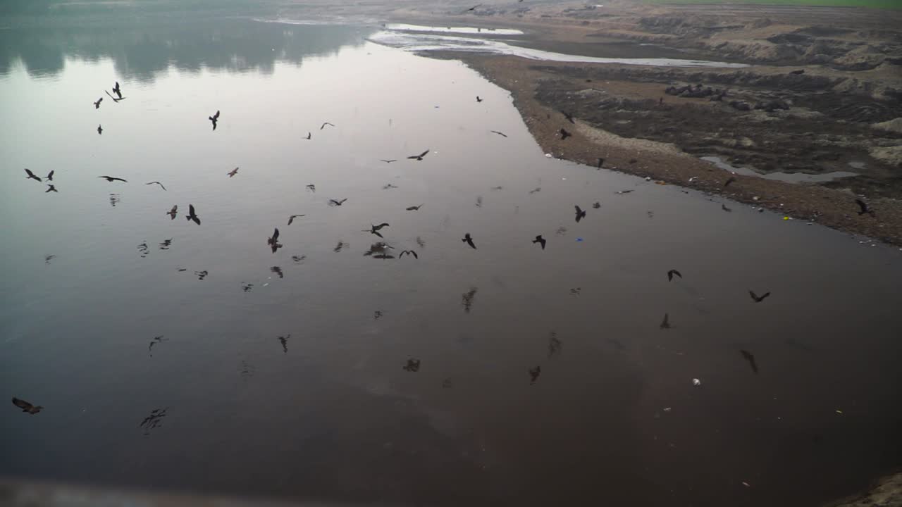 cometas negras volando sobre el agua estancada del río vacío, tiro en cámara lenta, basura en el río haciendo ruido, búfalos descansando en el río vacío