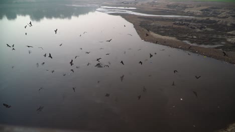 Black-kites-flying-over-the-standing-water-of-the-empty-river,-Slow-motion-shot,-Garbage-in-the-river-making-noise,-buffaloes-resting-in-the-empty-river