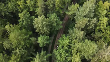 a top-view drone shot of an american second world war halftrack driving through the forests near the ginkel heath