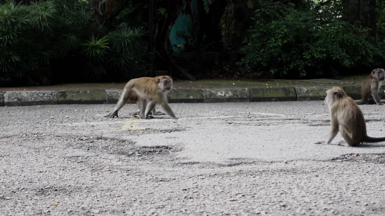 Gruppo di macachi dalla coda lunga nel parco urbano di Kuala Lumpur, Malesia