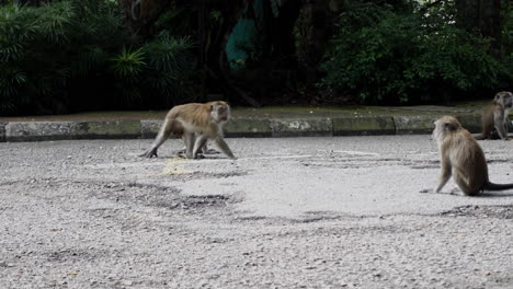 group of long-tailed macaque monkey at the urban park in kuala lumpur, malaysia