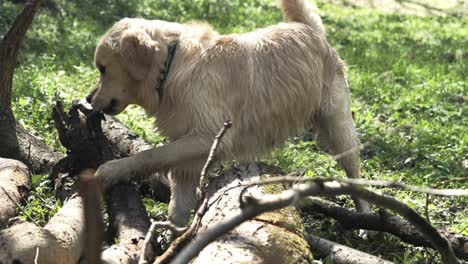 golden retriever playing with sticks outdoor in the grass